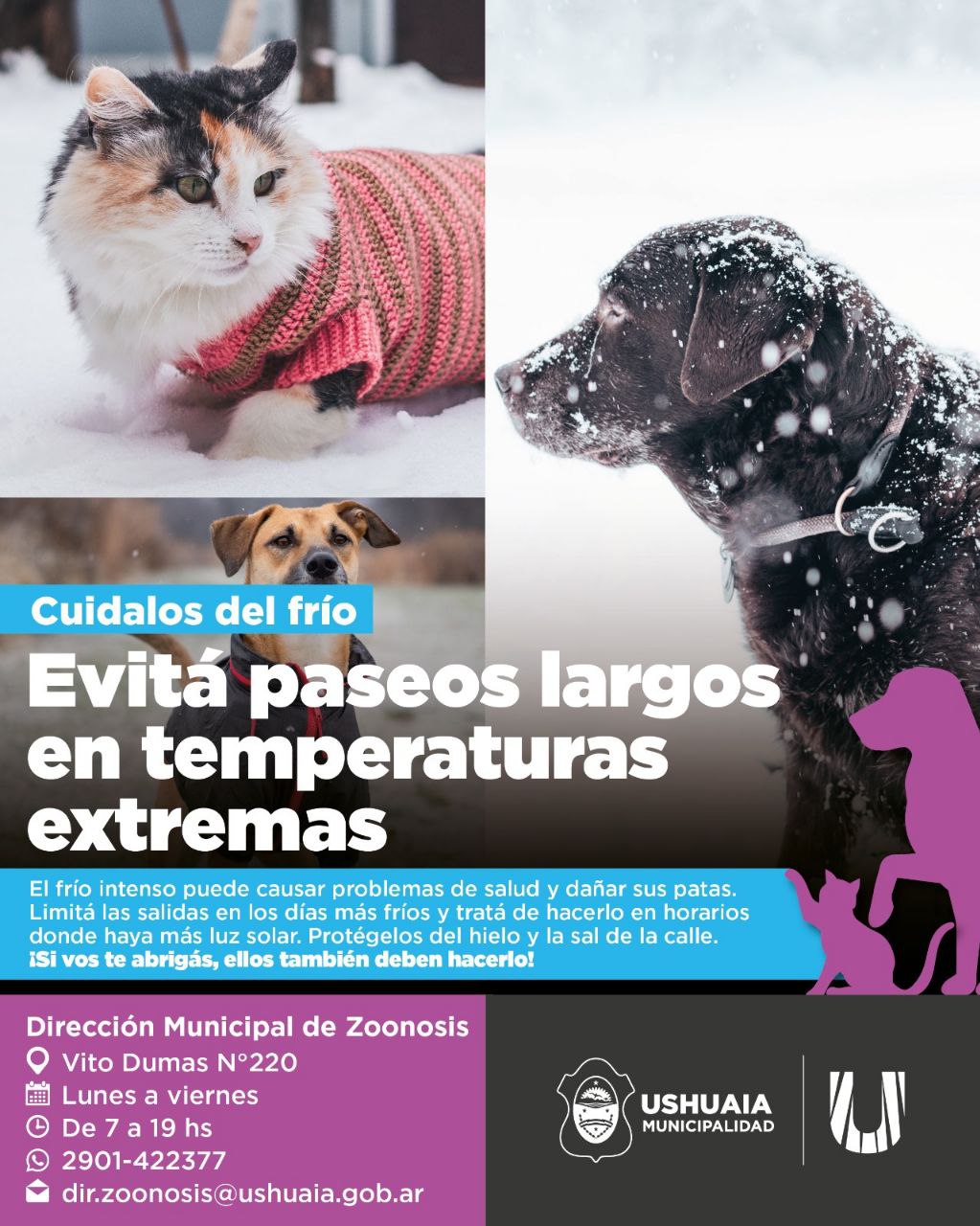 LA MUNICIPALIDAD DE USHUAIA RECUERDA LA IMPORTANCIA DE PROTEGER A LAS MASCOTAS DEL FRÍO INVERNAL