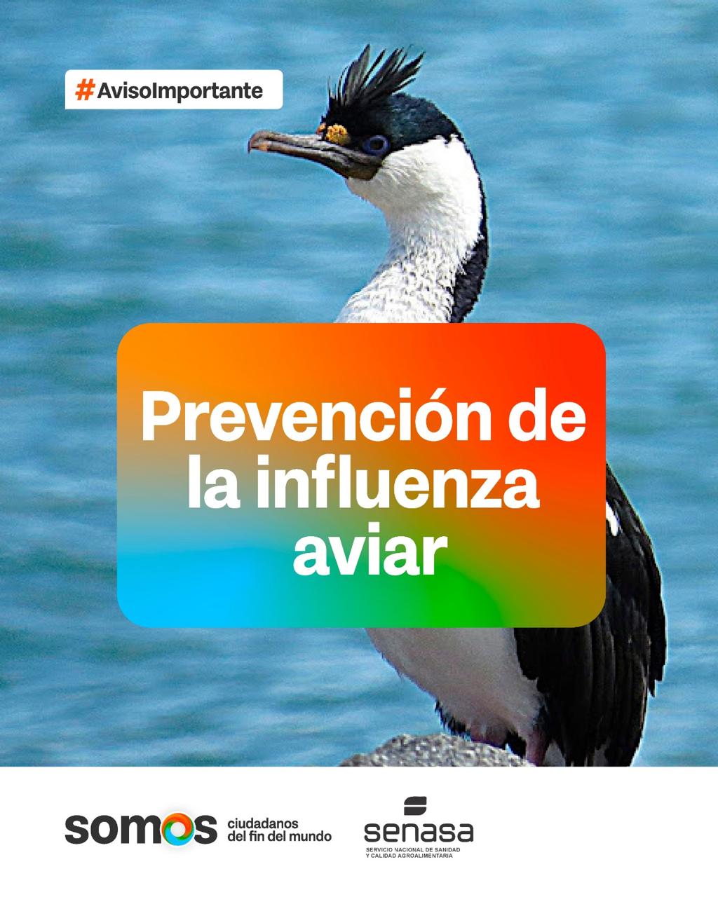 EL GOBIERNO DE LA PROVINCIA ACTIVA PROTOCOLO PREVENTIVO POR DETECCIÓN DE MORTANDAD DE AVES MARINAS EN RIO GRANDE