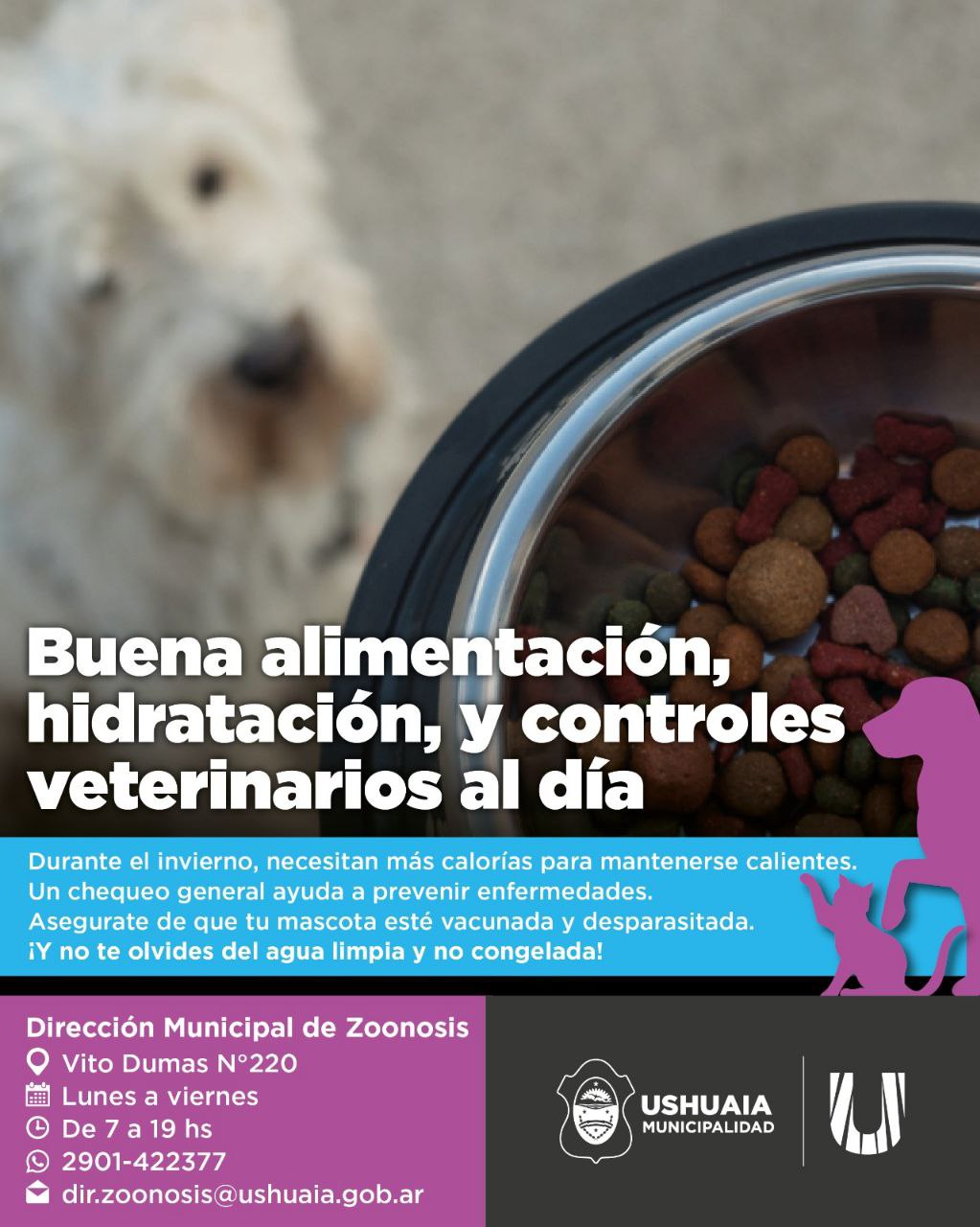 LA MUNICIPALIDAD RECUERDA LA IMPORTANCIA DEL CUIDADO INTEGRAL DE LAS MASCOTAS DURANTE EL INVIERNO
