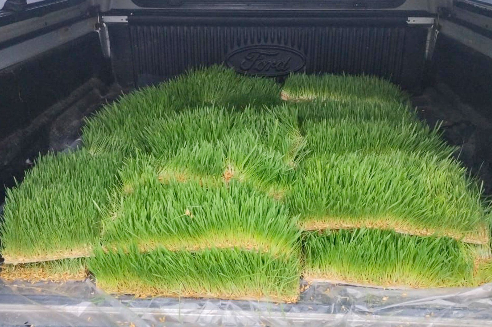 EL MUNICIPIO ACOMPAÑA A PRODUCTORES AVÍCOLAS CON LA ENTREGA DE FORRAJE HIDROPÓNICO
