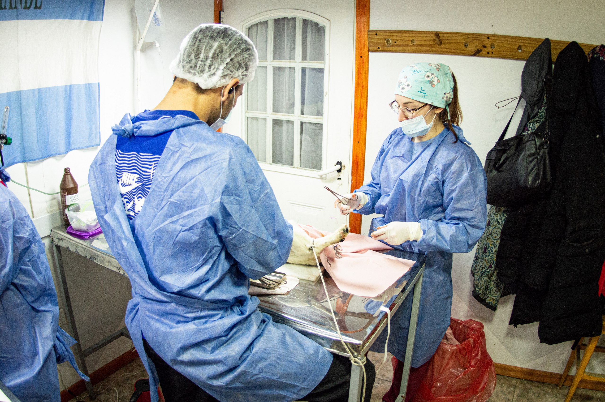 ESTE VIERNES ES EL ÚLTIMO DÍA DE LA JORNADA DE CASTRACIÓN MASIVA EN ZONA SUR