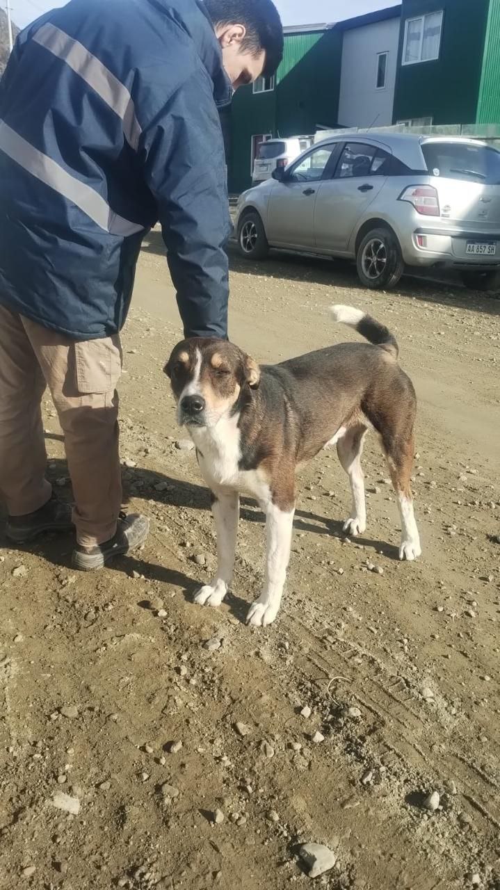 ZOONOSIS MUNICIPAL REALIZÓ UNA RECORRIDA POR EL BARRIO PIPO Y LABRÓ ACTAS POR PERROS SUELTOS