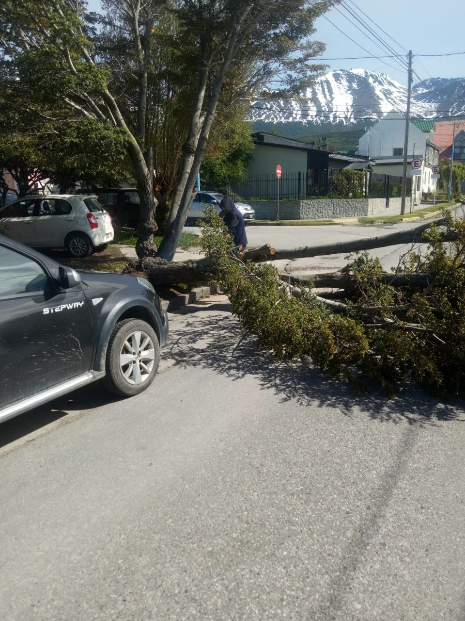LA MUNICIPALIDAD DE USHUAIA ATENDIÓ SITUACIONES DE ÁRBOLES CAÍDOS DURANTE EL TEMPORAL DE VIENTOS