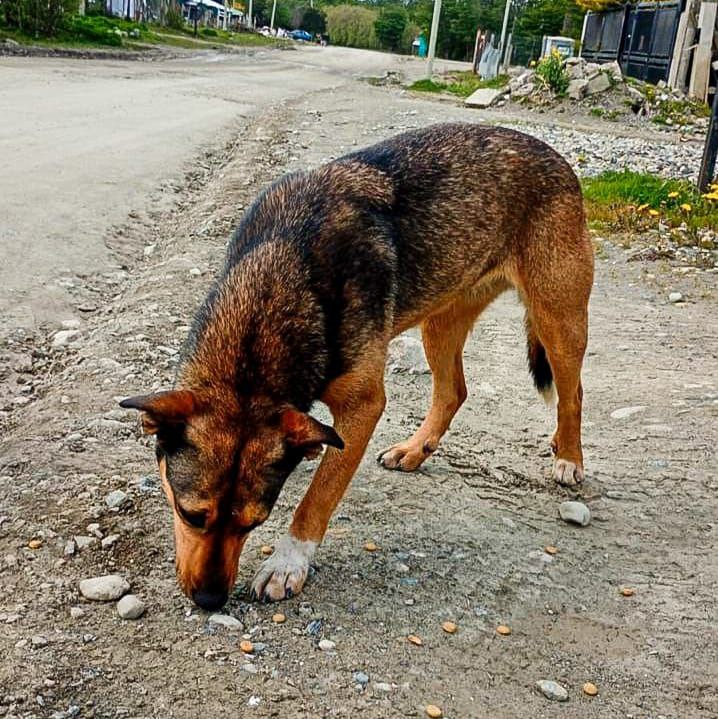 LA MUNICIPALIDAD REALIZÓ CONTROLES EN ANDORRA PARA PROMOVER LA TENENCIA RESPONSABLE