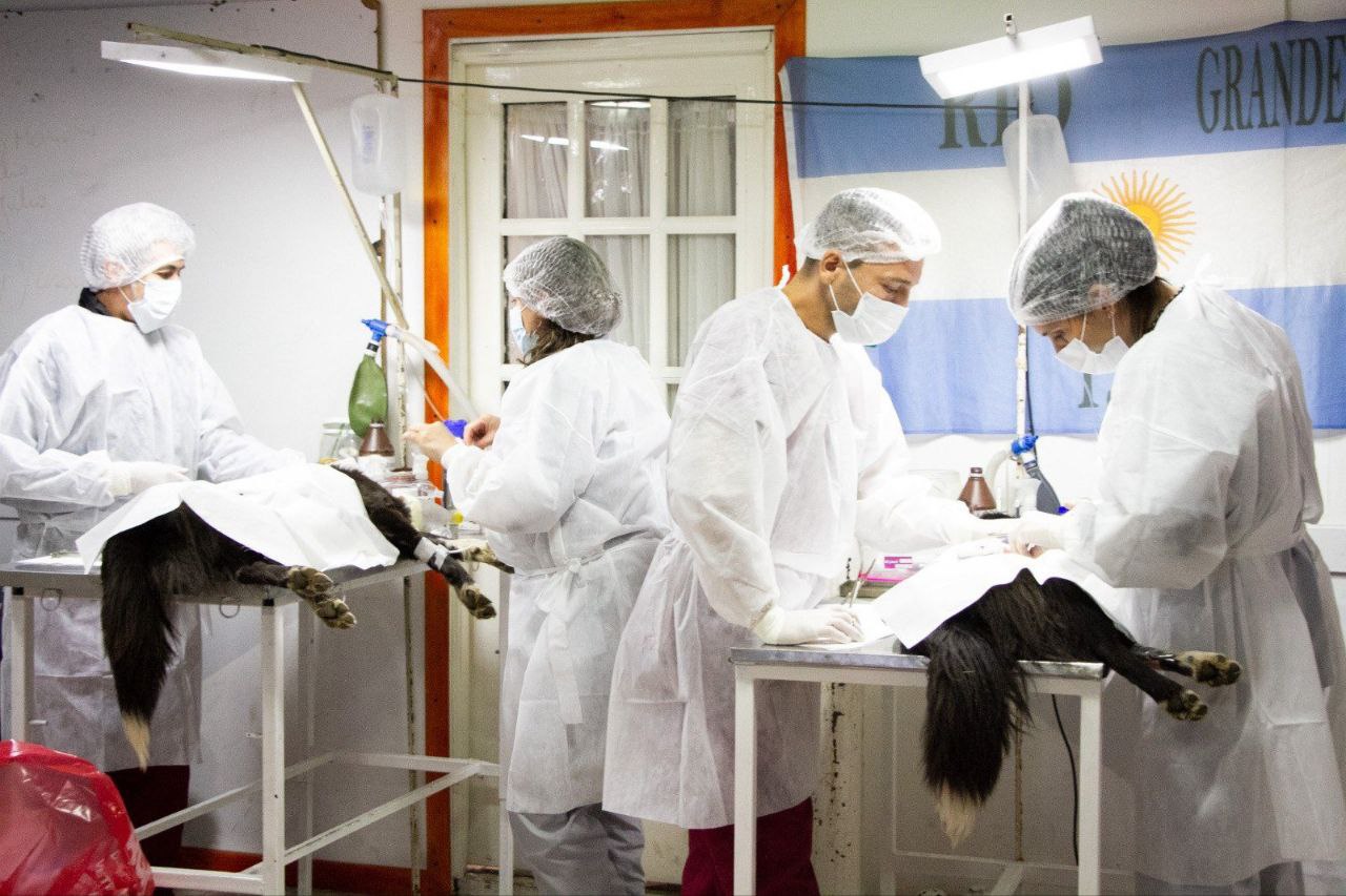 RÍO GRANDE REFUERZA SU SERVICIO VETERINARIO CON 900 TURNOS MENSUALES DE CASTRACIONES
