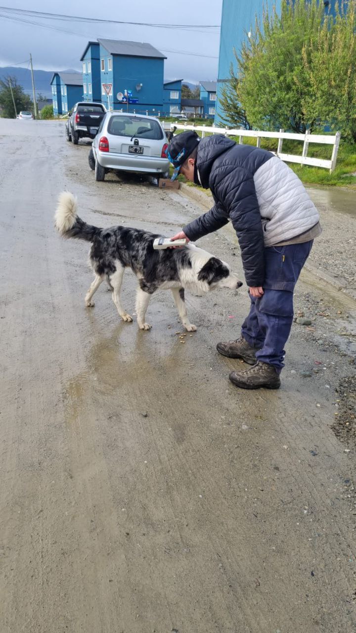 LA MUNICIPALIDAD LABRÓ ACTAS DE INFRACCIÓN POR PERROS SUELTOS