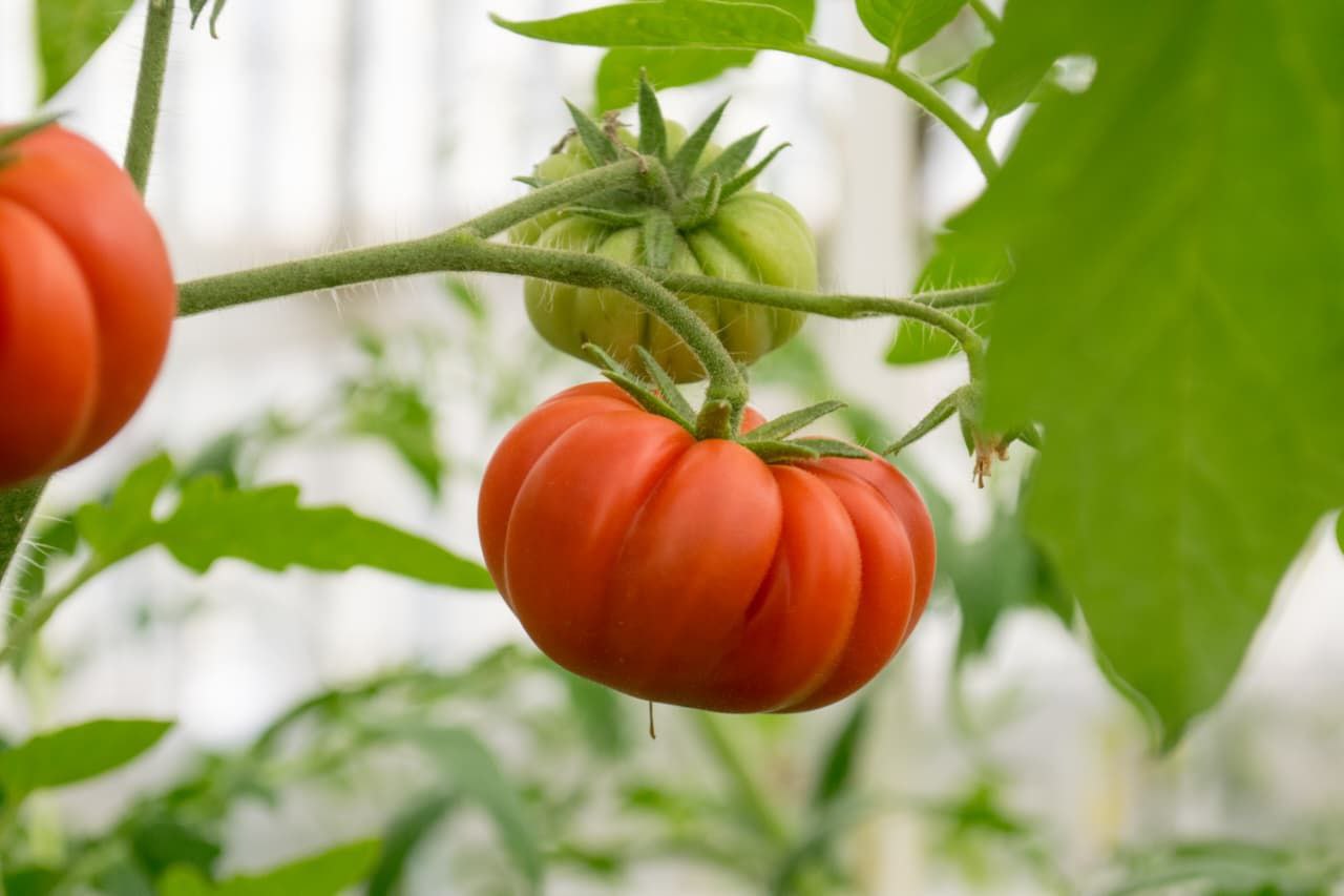 YA SE PUEDEN ADQUIRIR TOMATES DE RGA ALIMENTOS DE ESTA TEMPORADA