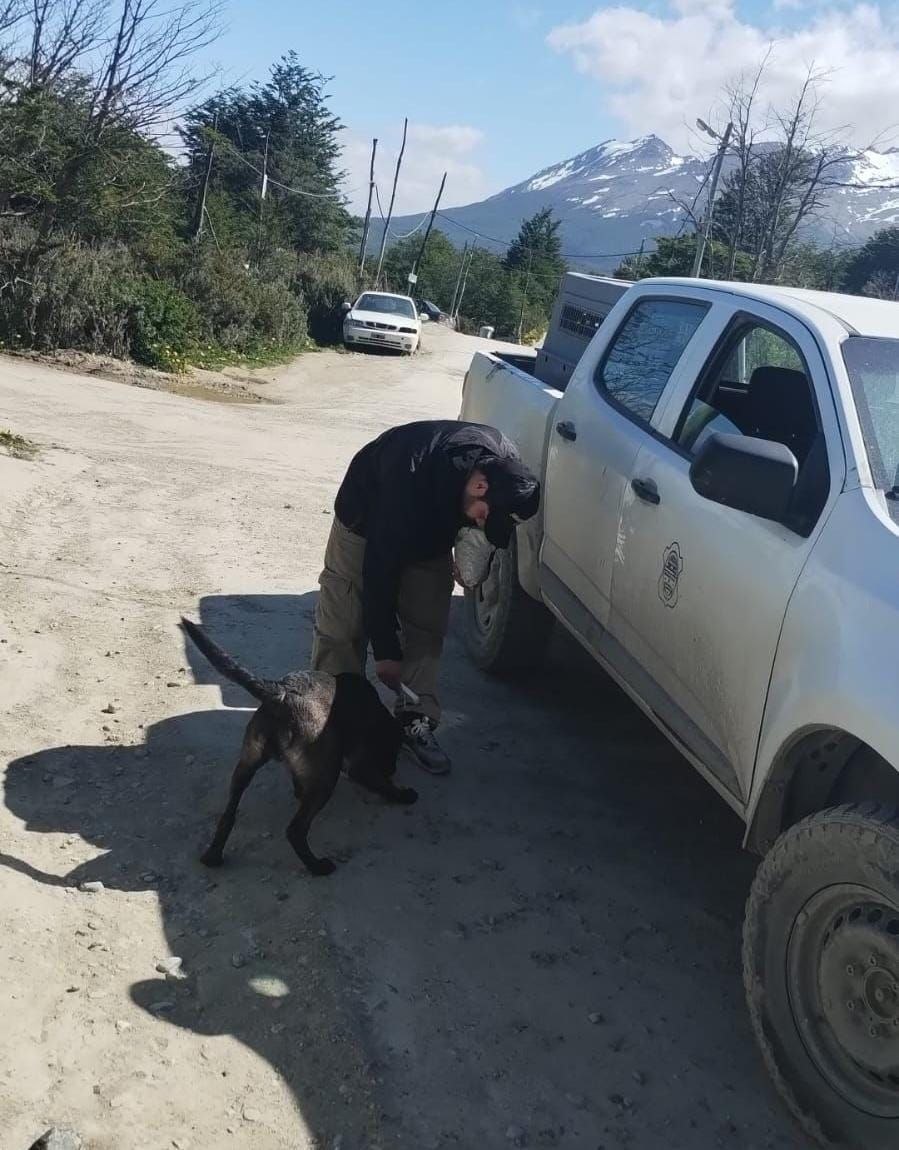 ZOONOSIS MUNICIPAL LABRÓ ACTAS DE INFRACCIÓN POR PERROS SUELTOS EN EL BARRIO 2 BANDERAS