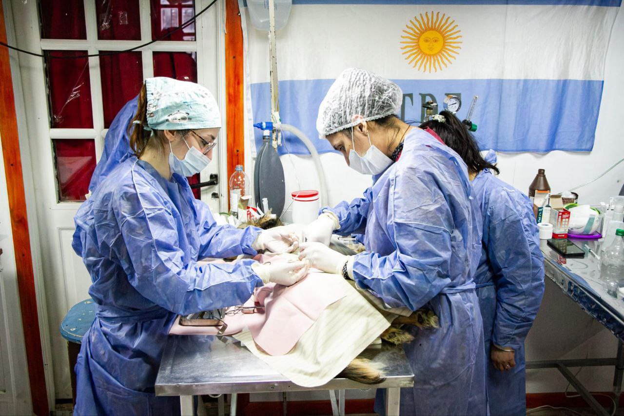 ACCEDÉ AL SERVICIO VETERINARIO DE CASTRACIÓN DEL MUNICIPIO